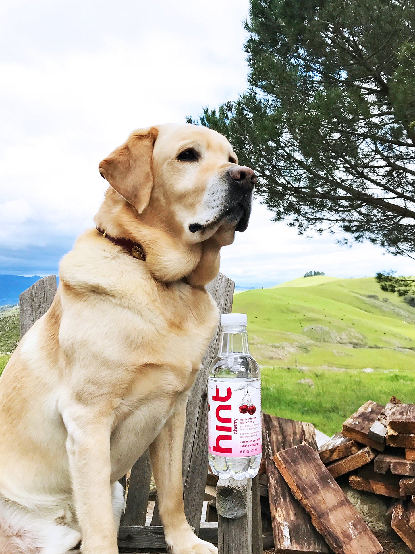 Hint Water Red Variety Pack, 3 Bottles Each of: Peach, Raspberry, Watermelon, and Strawberry Lemon, Zero Calories, Zero Sugar and Zero Sweeteners, 16 Fl Oz (Pack of 12)